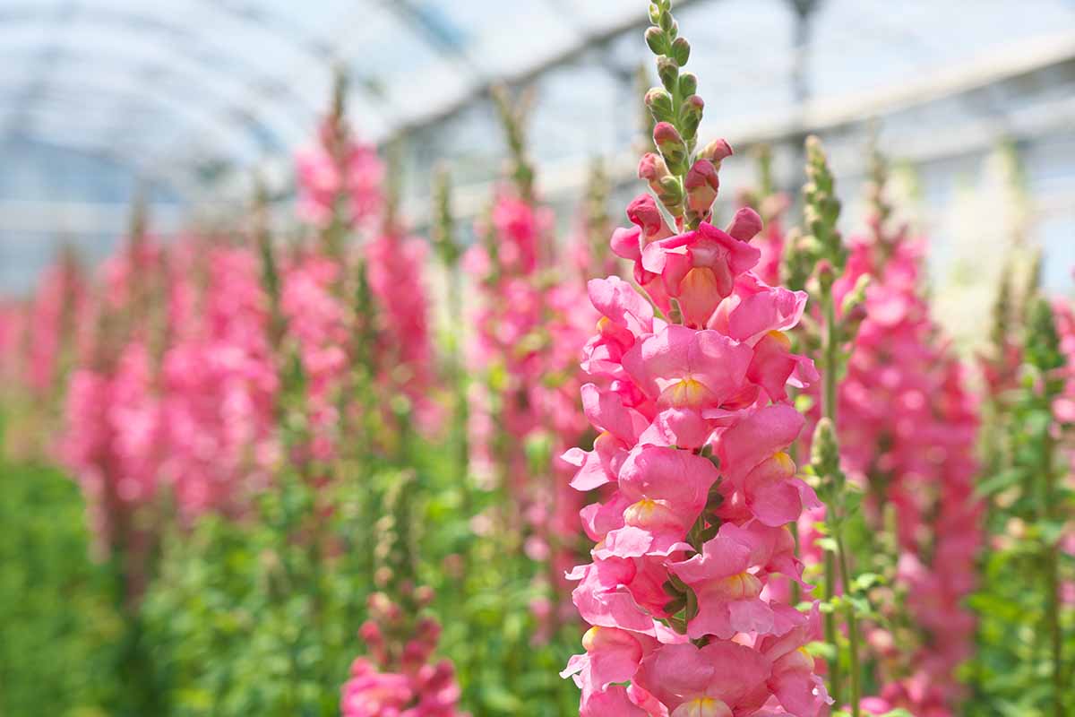 A close up horizontal image of pink snapdragons growing in a high hoop house.