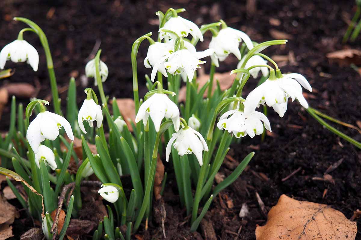 A close up horizontal image of snowdrops growing in the garden.