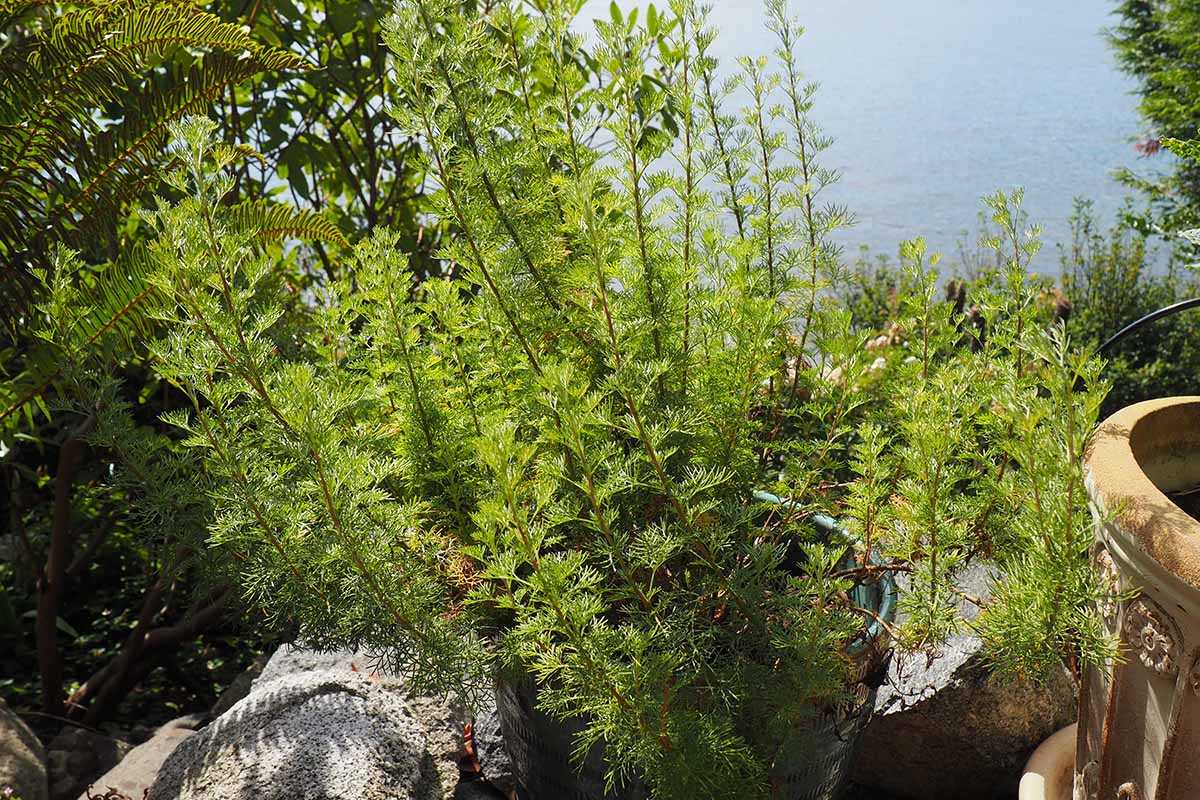 A horizontal image of southernwood growing in a herb garden with the ocean in the background.