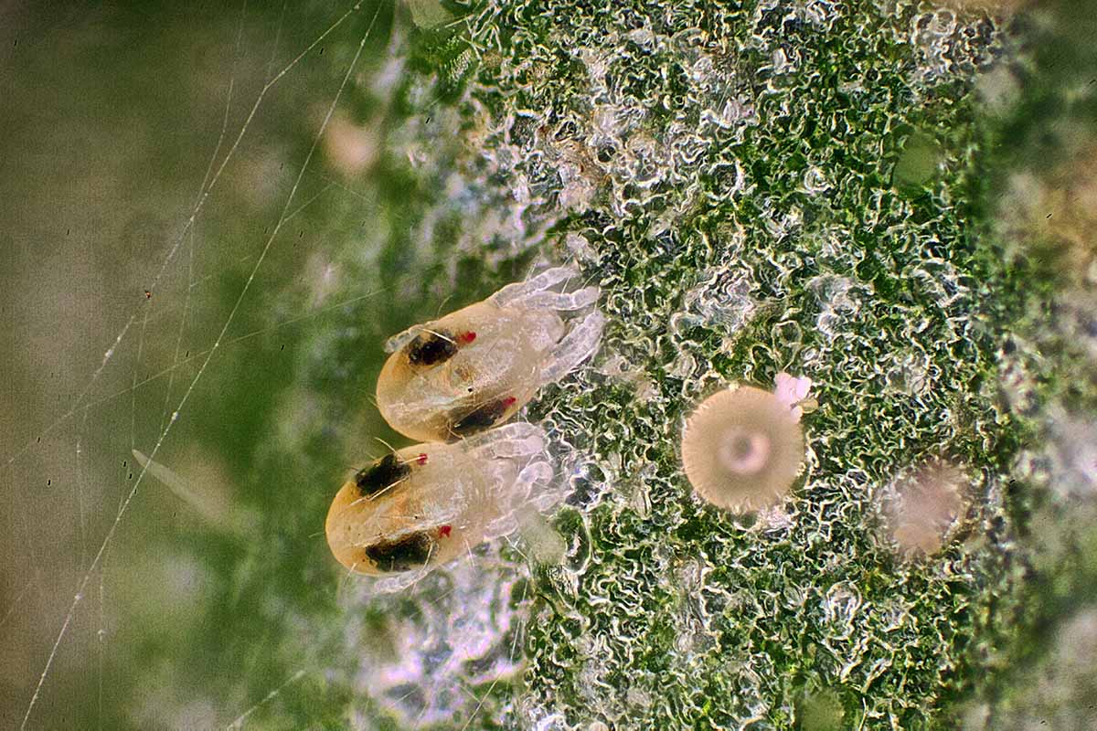 A close up horizontal image of spider mites feeding magnified 50 times.