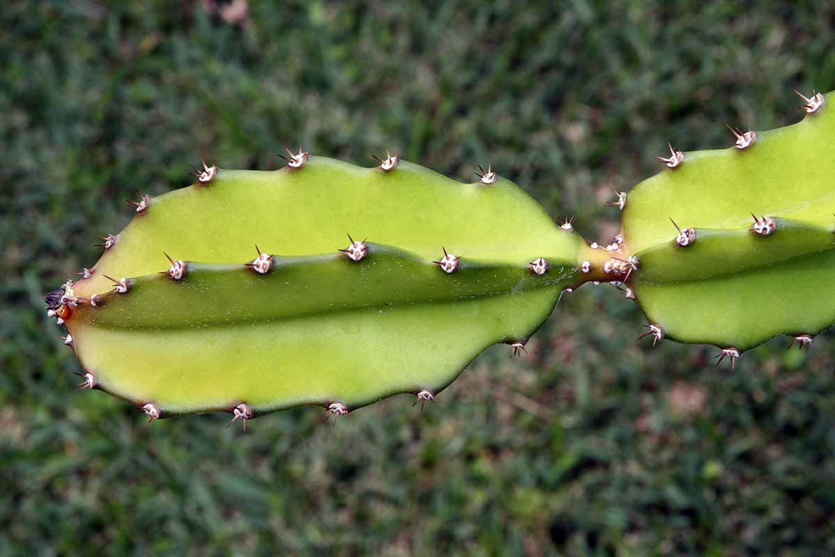 A close up horizontal image of the segmented, spiny foliage of a pitaya plant.