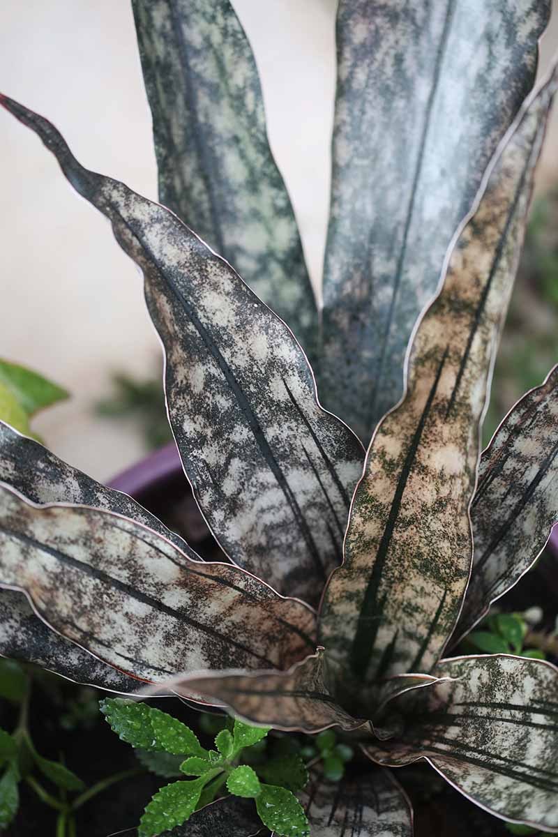 A close up vertical image of a 'Star' snake plant growing in a pot pictured on a soft focus background.