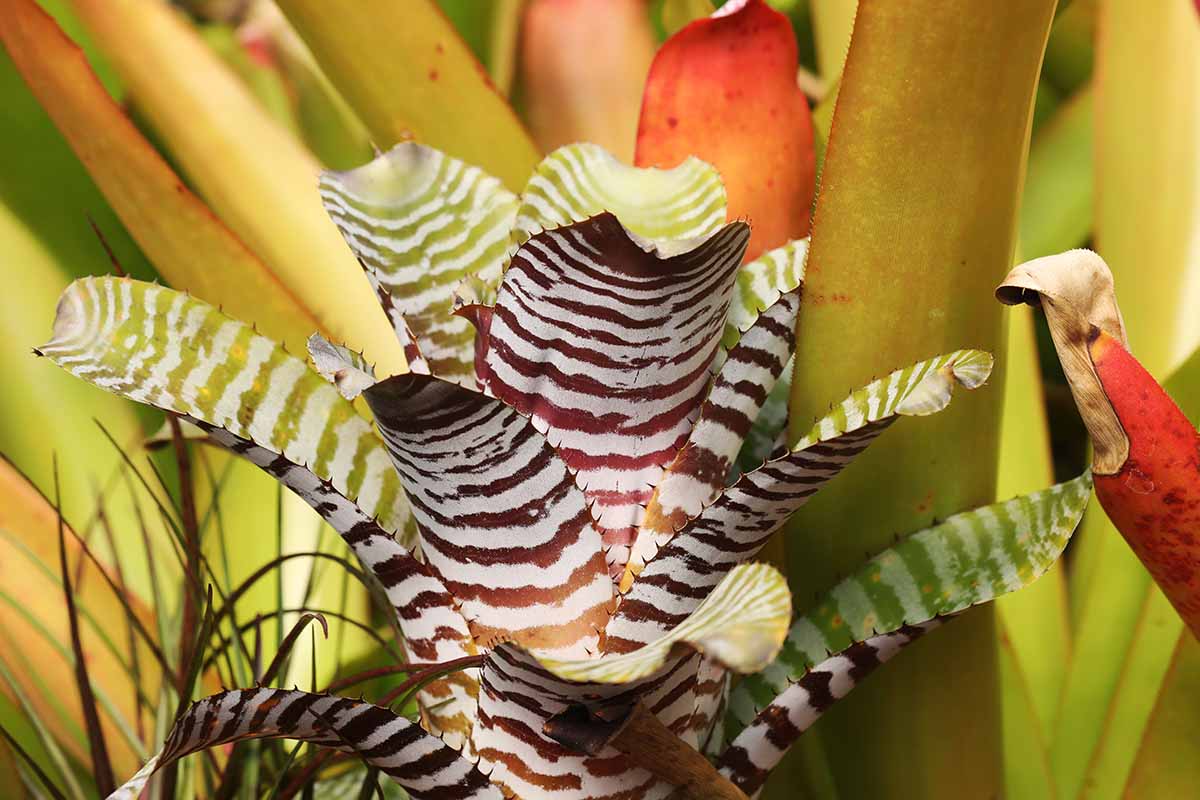 A close up horizontal image of a striped bromeliad (Aechmea chantinii) growing in the garden.