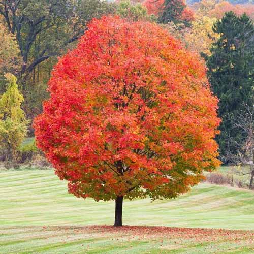 A square image of a sugar maple growing in a park-like setting.