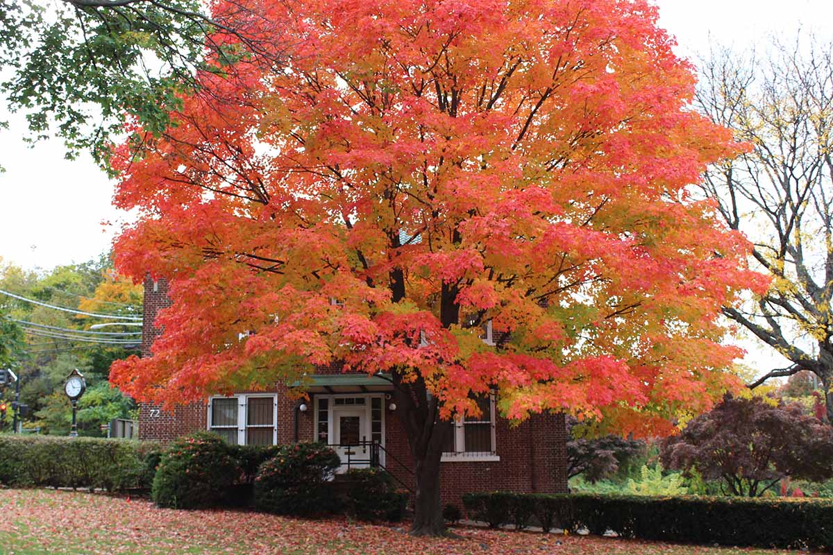 A horizontal image of a large red sugar maple (Acer saccharum) growing outside a residence.