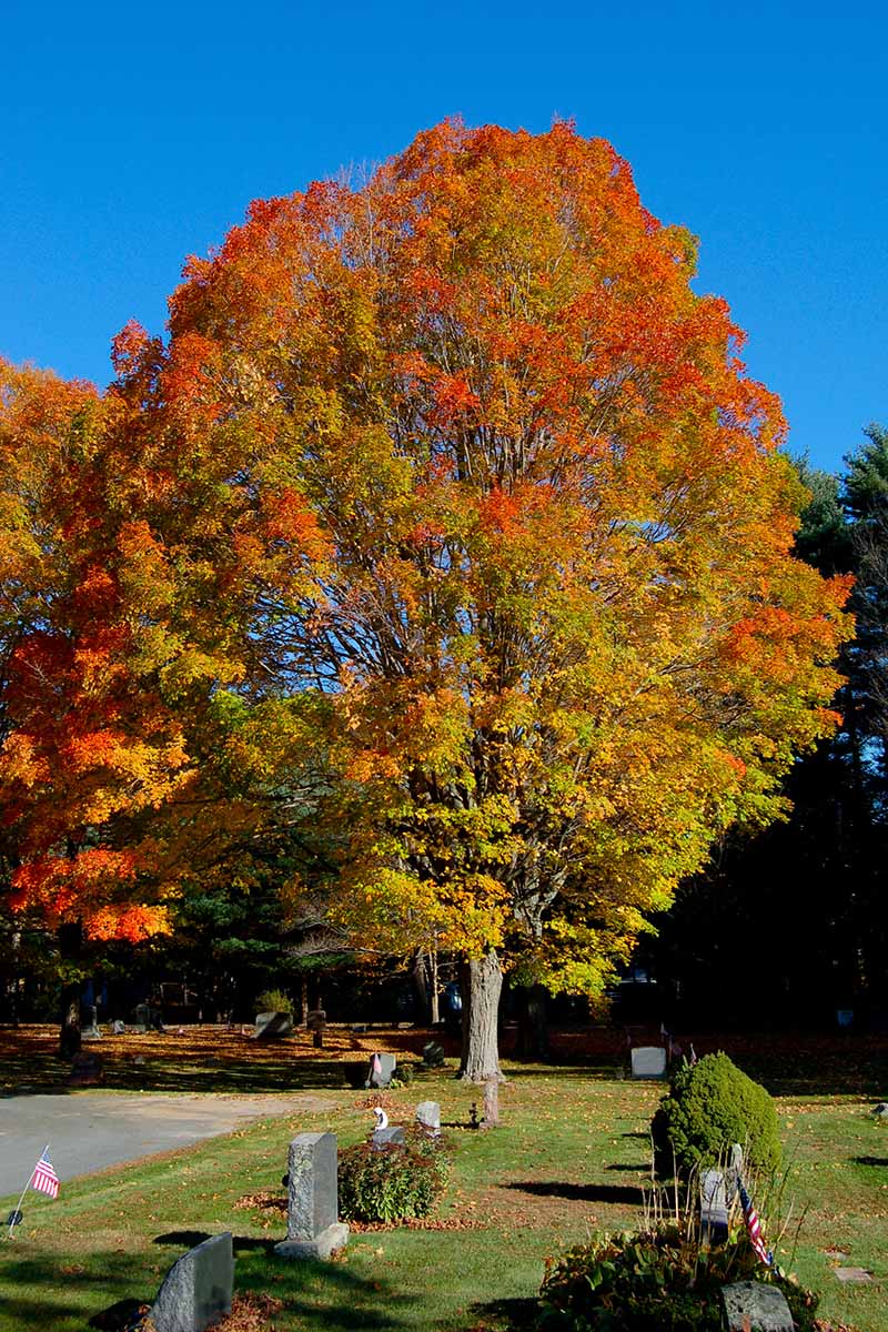A vertical image of Acer saccharum growing in a cemetery pictured on a blue sky background.