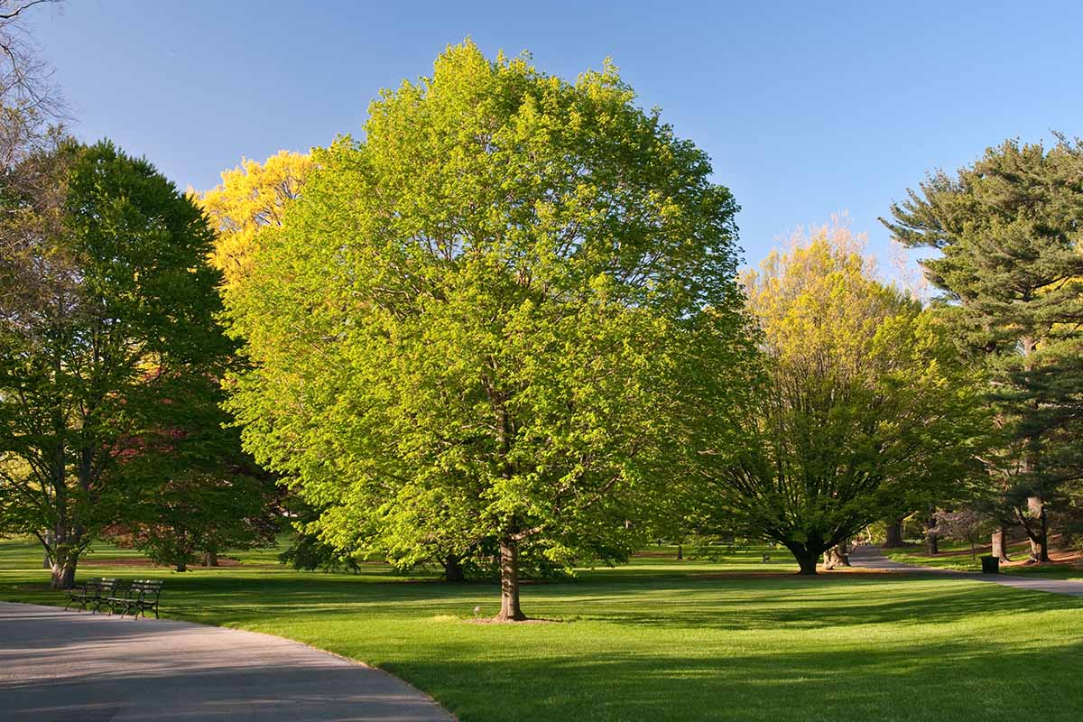 A horizontal image of a formal park with Acer saccharum trees and other plantings.