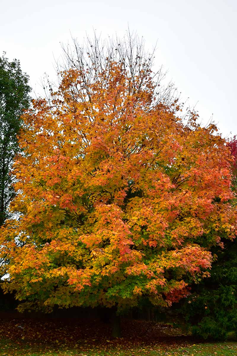 A vertical image of a sugar maple tree (Acer saccharum) with autumn colors growing in the backyard.