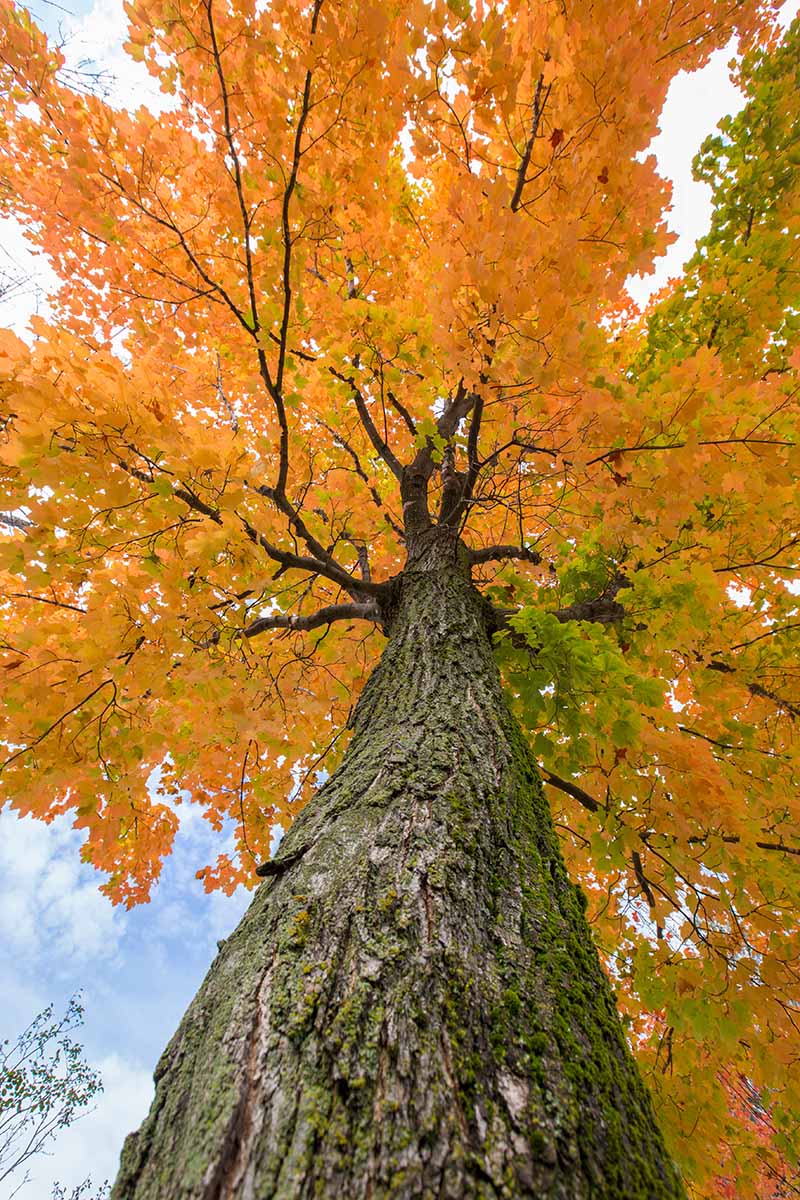 A vertical image of a sugar maple (Acer saccharum) tree as seen from below.
