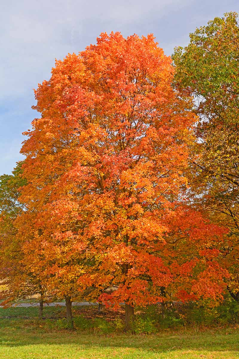 A vertical image of a sugar maple (Acer saccharum) growing in a woodland setting.