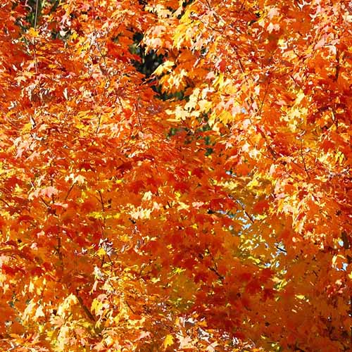 A close up square image of the vibrant orange foliage of sugar maple in autumn.