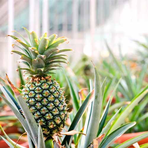 A square image of a Sugarloaf pineapple growing in a pot in a greenhouse.