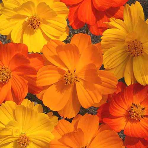 A close up square image of orange cosmos flowers growing in the garden.