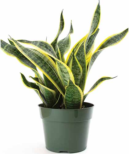 A close up of a 'Superba' snake plant growing in a green plastic pot isolated on a white background.