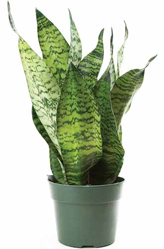 A close up of a 'Superba' snake plant growing in a green plastic pot isolated on a white background.