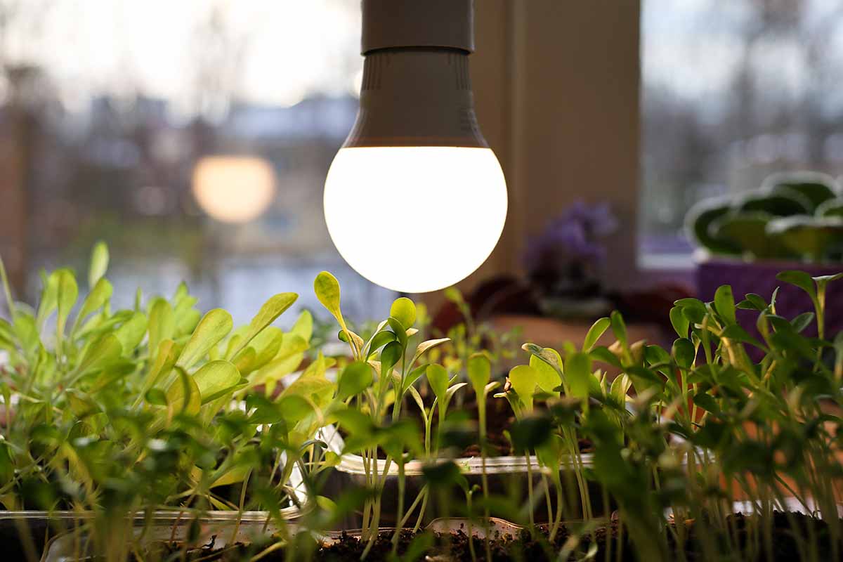 A close up horizontal image of seedlings growing under an LED lamp in the middle of winter.
