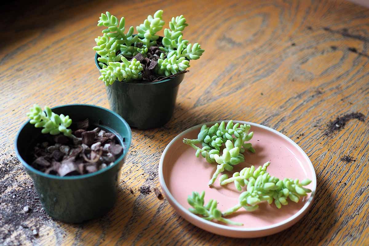 A horizontal image of Sedum morganianum cuttings in a small bowl on a wooden surface.