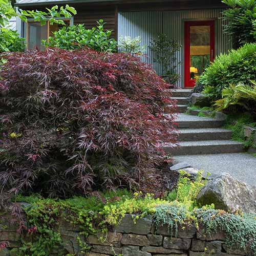 A square image of an Acer palmatum 'Tamukeyama' tree growing in a garden border outside a residence.
