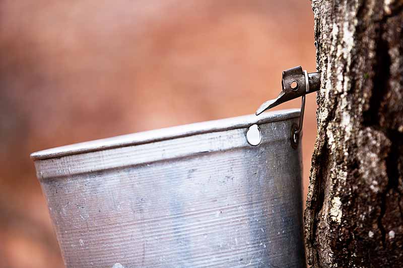 A close up horizontal image of a tap in a maple tree with a metal bucket underneath.