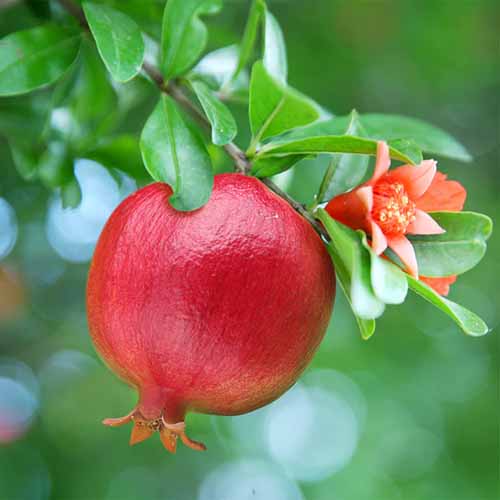 A square image of a 'Texas Pink' pomegranate growing in the garden pictured on a soft focus background.