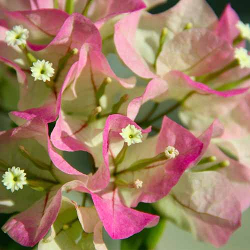 A close up square image of 'Thai Delight' bicolored bougainvillea growing in the garden.
