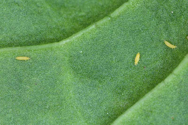 A close up horizontal image of thrips larvae on the surface of a leaf.