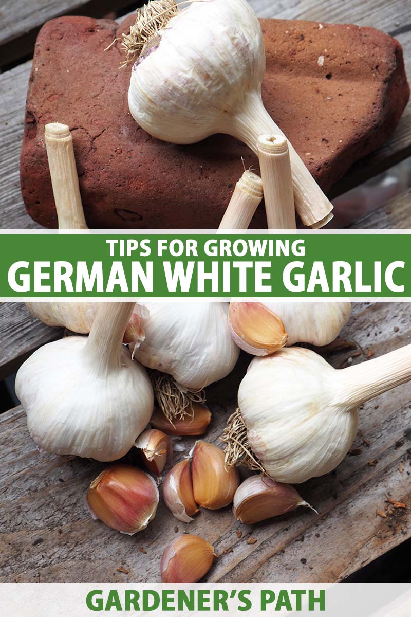 A close up vertical image of dried and cured 'German White' garlic bulbs with cloves scattered around, set on a wooden surface/ To the center and bottom of the frame is green and white printed text.