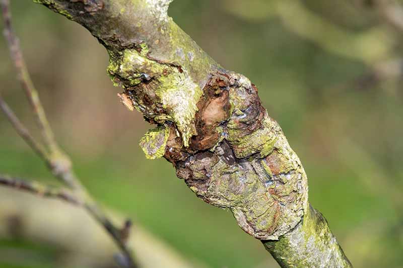A close up horizontal image of tree canker pictured on a soft focus background.