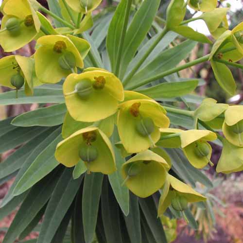 A square image of the foliage and blooms of tree euphorbia growing in the garden.