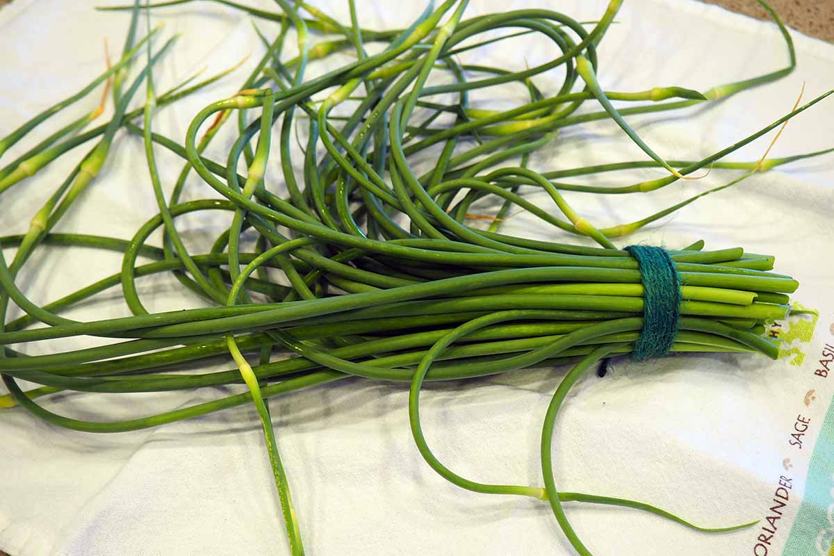 A close up horizontal image of the green scapes cut from a hardneck garlic plant tied together with string and set on a dish towel.