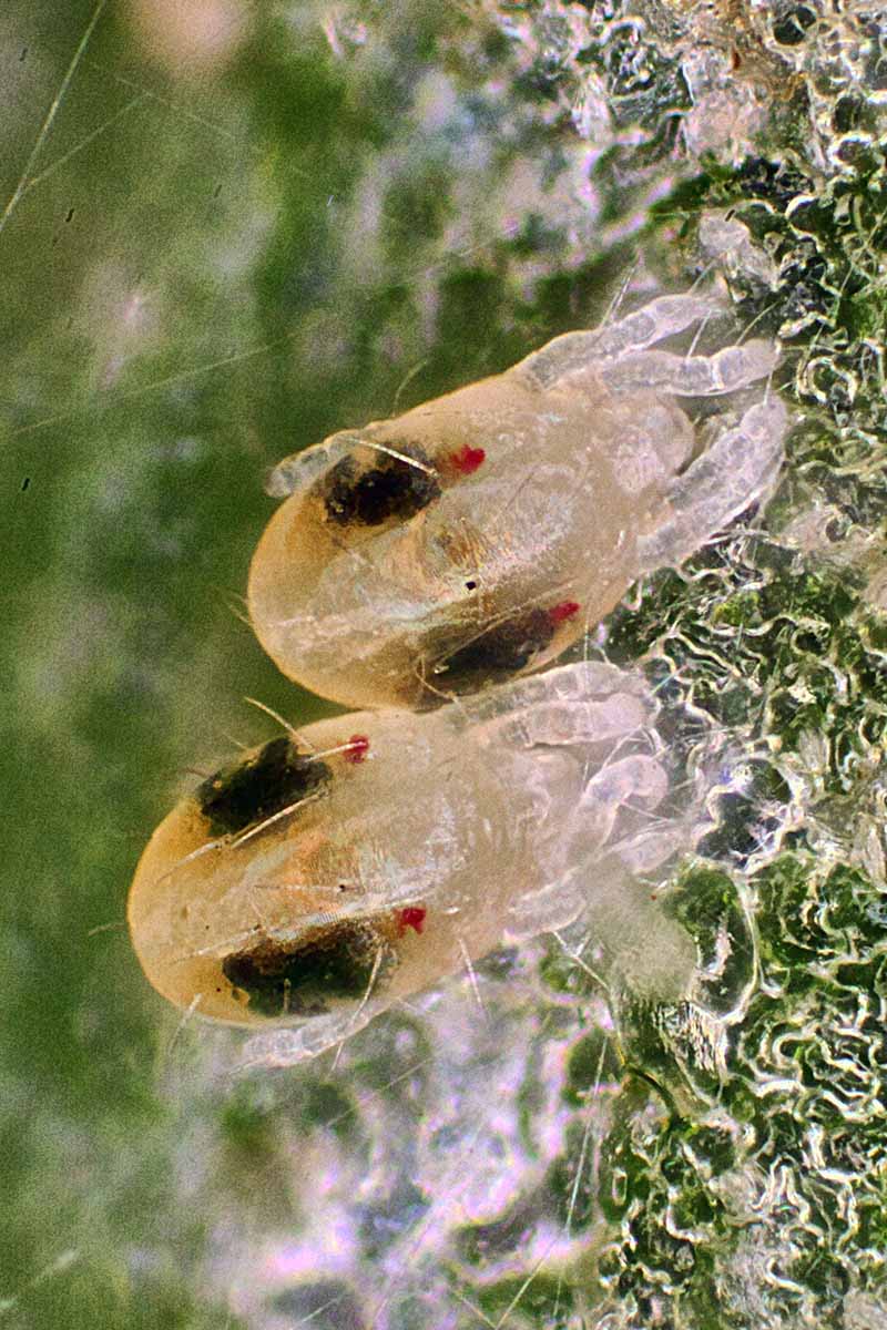 A close up vertical image of spotted red spider mites in high magnifcation.