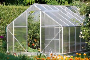 A horizontal image of a garden greenhouse filled with tomatoes and other vegetables pictured in light sunshine.