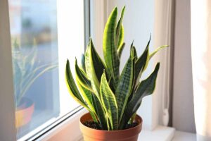 A close up horizontal image of a small potted snake plant on a windowsill indoors.