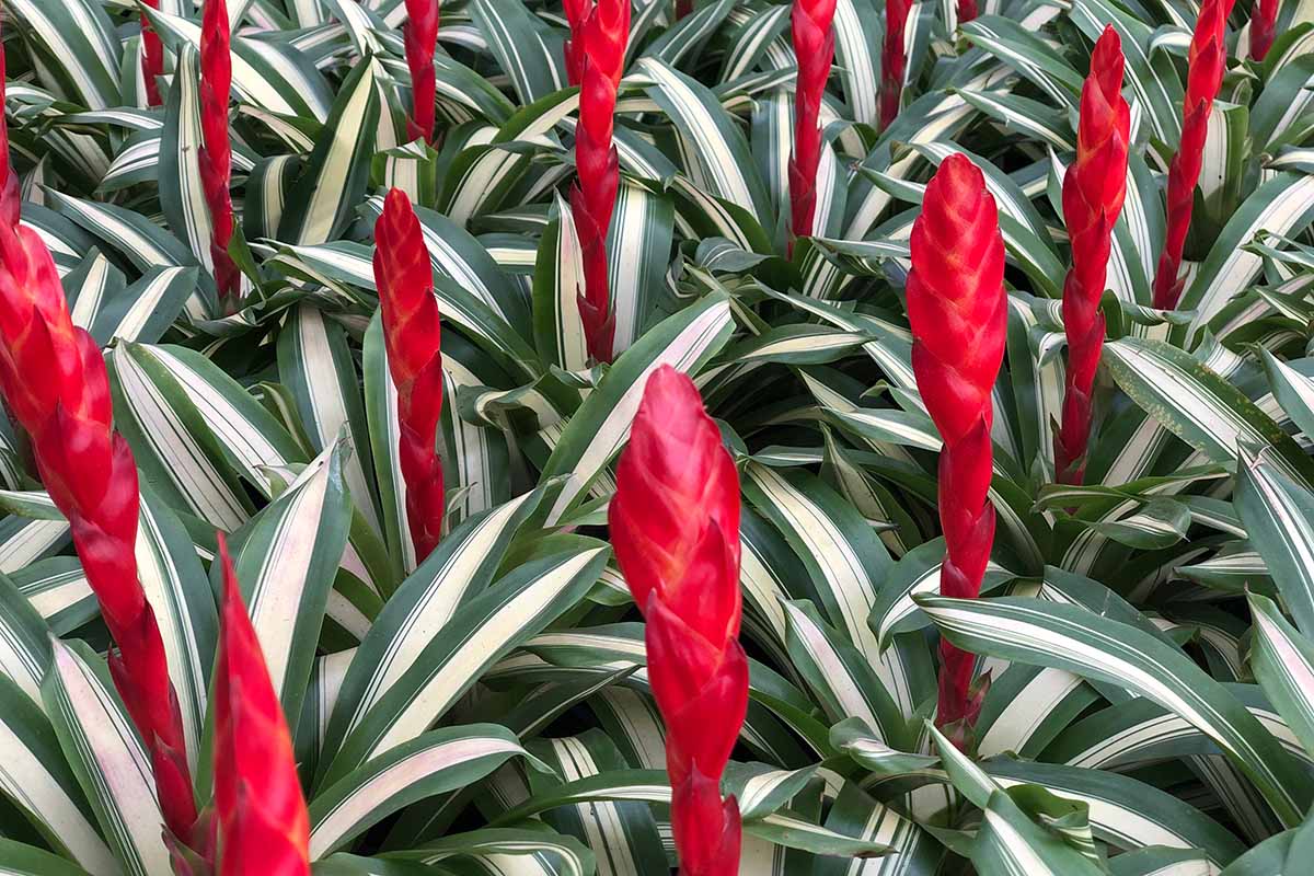 A close up horizontal image of variegated Vriesia plants with bright red flower stalks.