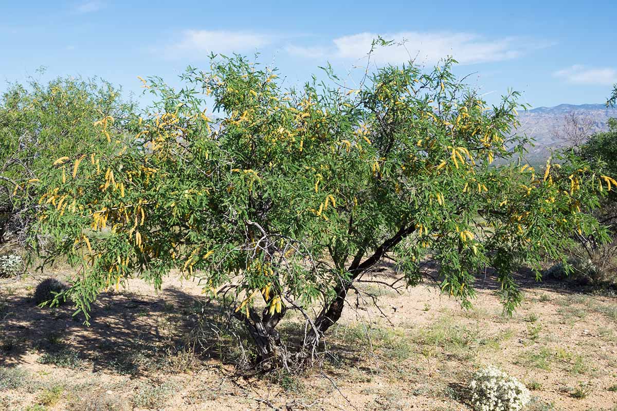 A horizontal image of a velvet mesquite tree growing in a desert landscape.