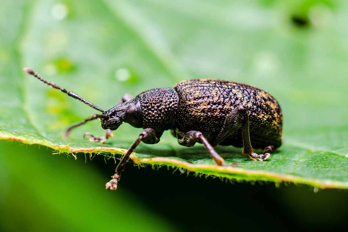 A close up horizontal image of a black vine weevil munching on a leaf.