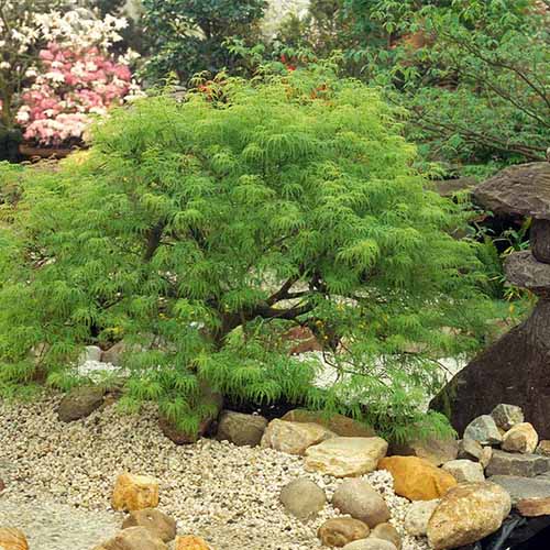 A close up square image of 'Viridis' Japanese weeping maple growing in a rock garden.