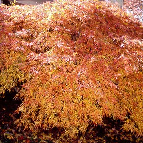 A close up square image of 'Waterfall' Japanese weeping maple with orange fall foliage growing in the garden.