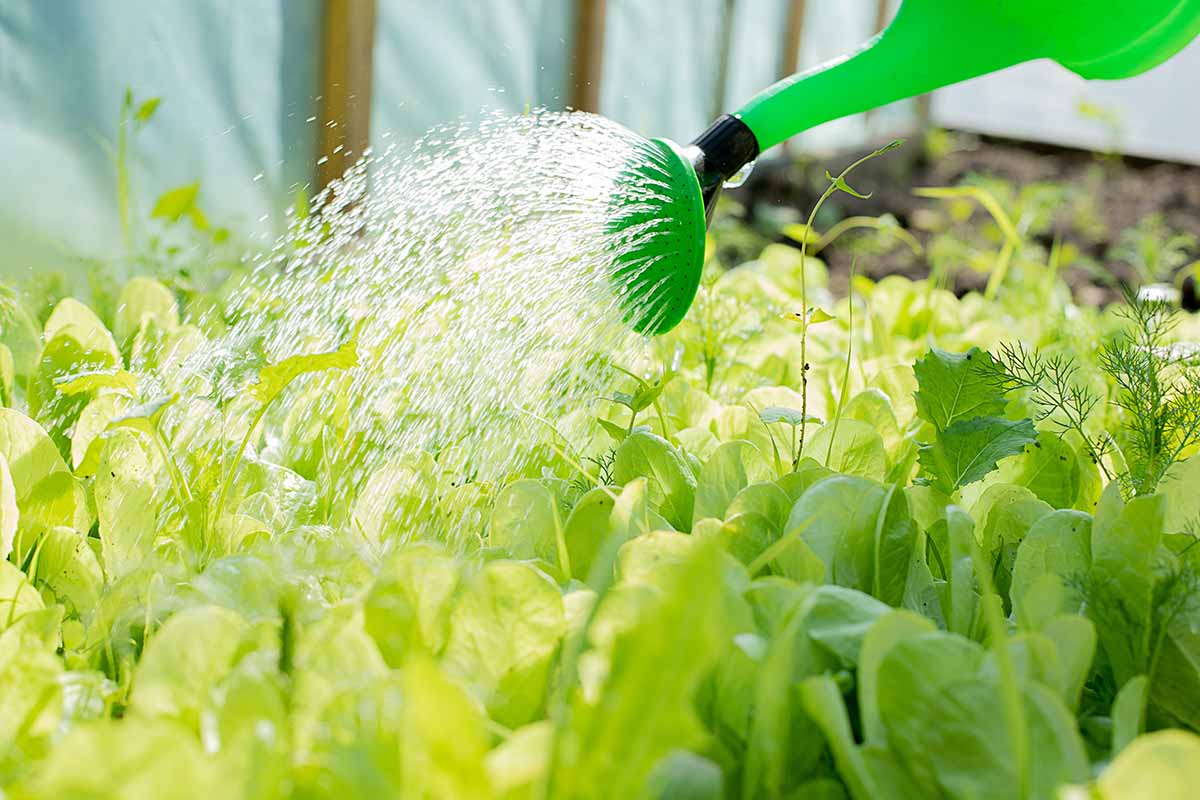 A close up horizontal image of a watering can being used to irrigate plants in a greenhouse.