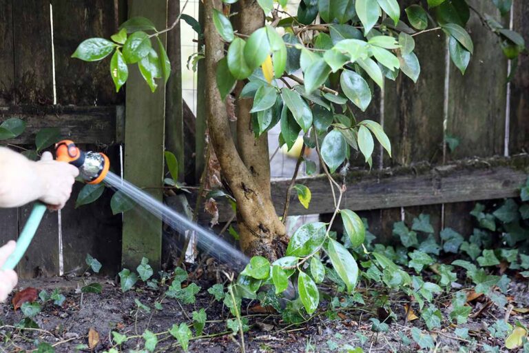 7 Reasons Why Your Camellia Isn’t Blooming Gardener’s Path