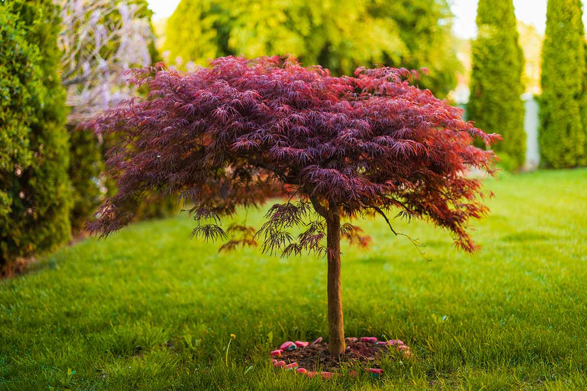 A horizontal image of a specimen Acer palmatum var. dissectum growing in the middle of the lawn.