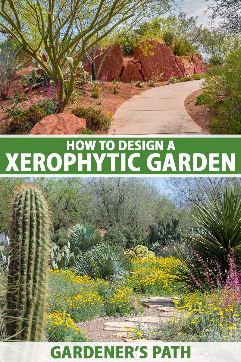 A vertical collage of two different images of xerophytic gardens, the top has a path running through a desert landscape and the bottom has a collection of cacti and native flowers. To the center and bottom of the frame is green and white printed text.