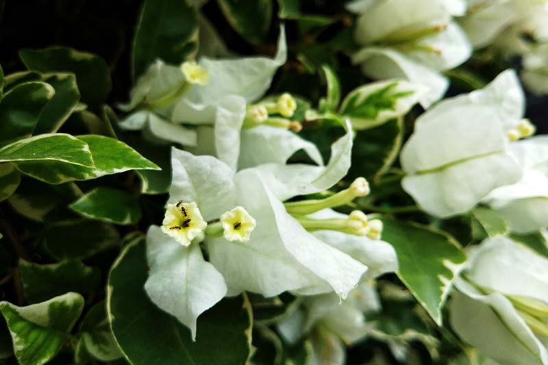 A close up horizontal image of white bougainvillea flowers pictured on a soft focus background.