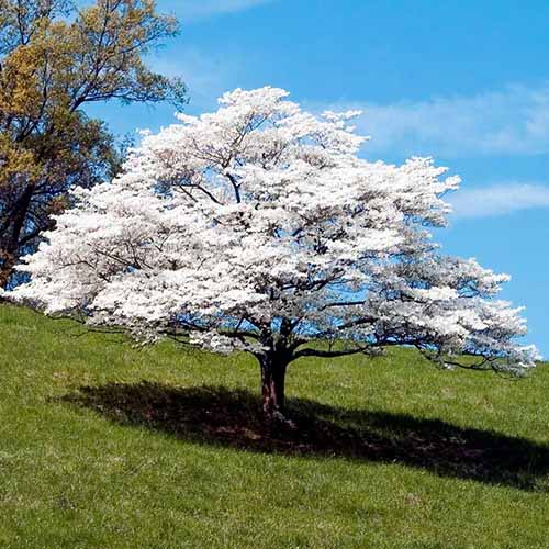 A square image of a dramatic white flowering dogwood in full bloom pictured in bright sunshine on a blue sky background.