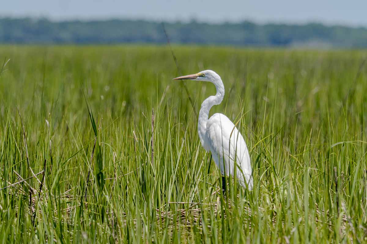 A horizontal image of a white heron in a salt marsh.