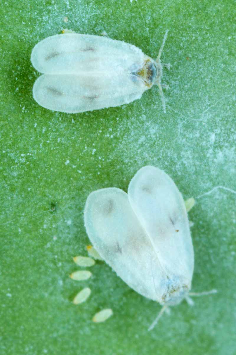 A close up vertical image of whiteflies on the surface of a plant's foliage.