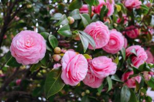 A close up horizontal image of pink camellia flowers growing in the garden.