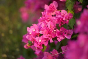 A close up horizontal image of pink bougainvillea flowers pictured on a soft focus background.