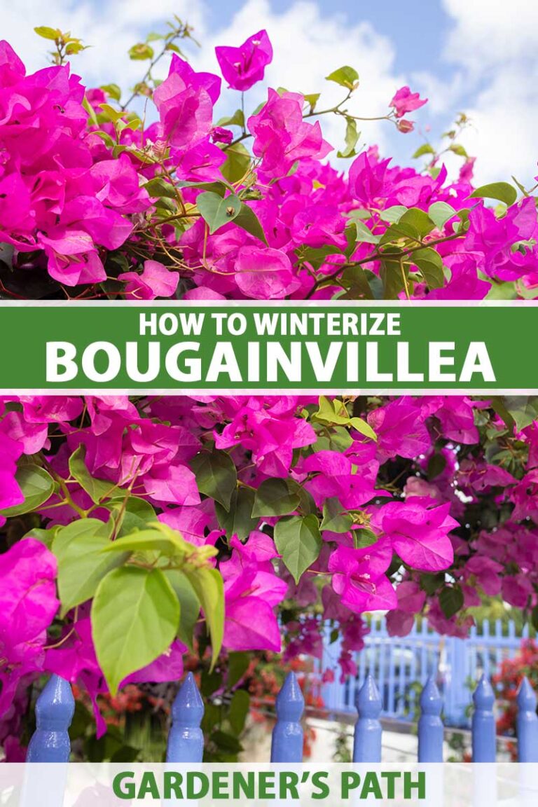 How to Winterize Bougainvillea | Gardener’s Path