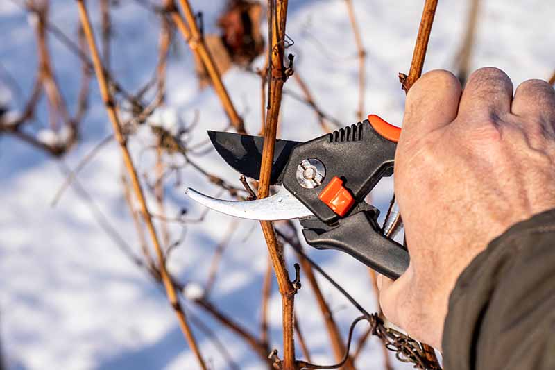 A close up horizontal image of a hand from the left of the frame using a pair of secateurs to prune a vine in winter.